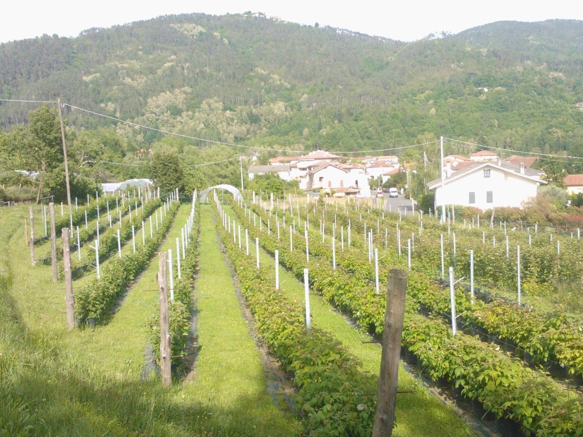 Agriturismo Tenuta Valletti. Sesta Godano Exterior foto